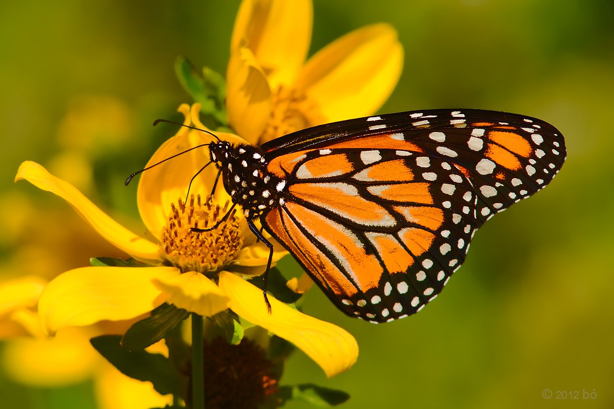 mariposa-monarca - Casa Montessori